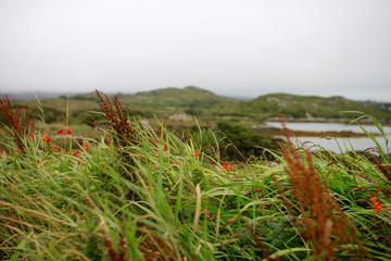 Gras bei Seenlandschaft in regnerischem Irland