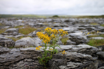 Gelbe Pflanze zwischen Steinen im Burren in Irland