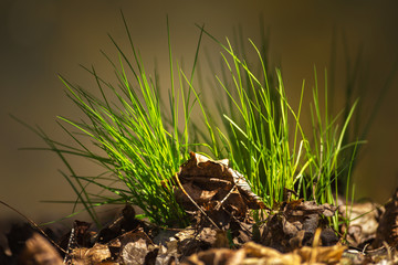 Sunlit bit of vivid green fresh grass