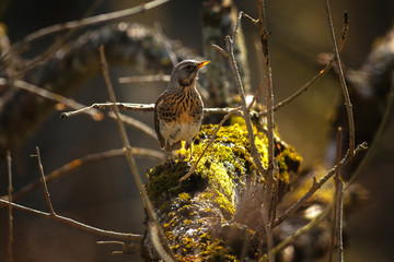 Fieldfare or Turdus pilaris walking on a sunlit moss covered branch