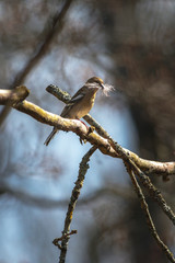 Female Common chaffinch or Fringilla coelebs with building material to the nest during spring