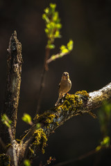 Female Common chaffinch or Fringilla coelebs looking for building materials for the nest