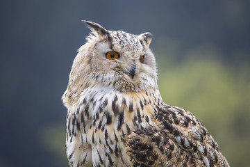 an owl outside