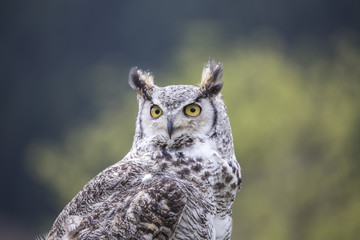 an owl outside