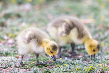 Canada Goslings (Branta Canadensis) Eating Grass. Santa Clara County, California, USA.