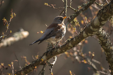 Fieldfare or Turdus pilaris perched on a branch