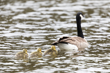 Canada Goose with Goslings (Branta Canadensis) Swimming in style. Santa Clara County, California, USA.