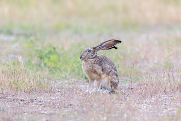 Fototapeta premium Alert Black-tailed Jackrabbit (Lepus californicus). Santa Clara County, California, USA.