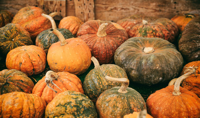 Variety of pumpkins - full background