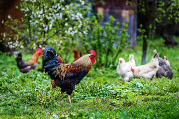 Rooster and hens walking on the grass. The concept is a poultry farm.