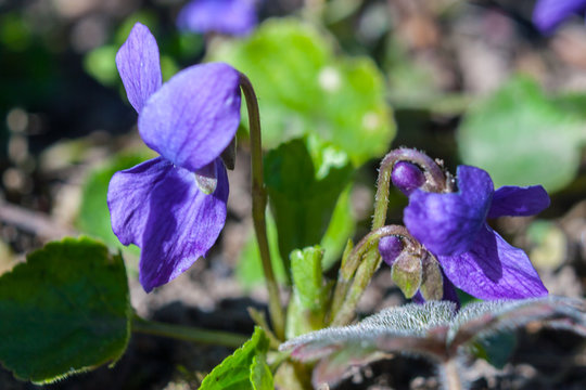 Fiołek wonny (Viola odorata)