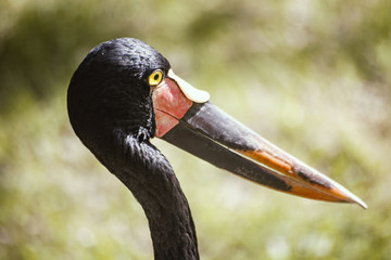 Ciconia