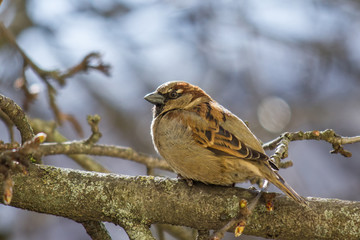 Sparrow on a branch close-up