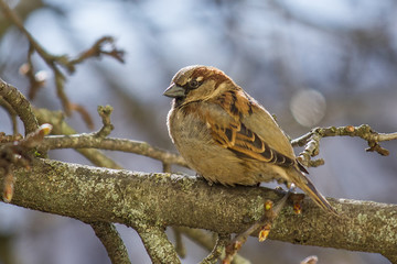 Sparrow on a branch close-up