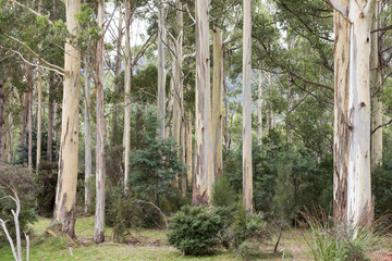 Fototapeta premium forest gum trees in Tasmania.