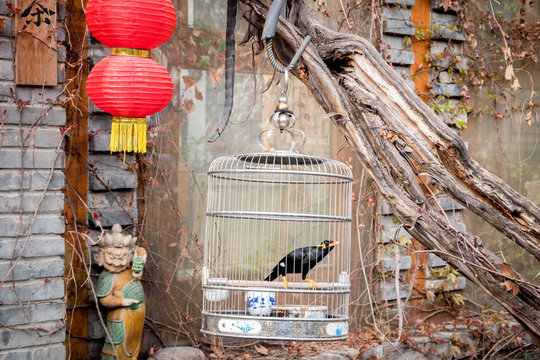 une cage qui contient un mainate, pendu &agrave; la branche d'un arbre, &agrave; l'entr&eacute;e d'une maison chinoise