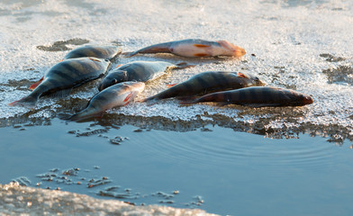 Fototapeta premium Big perch on ice floe