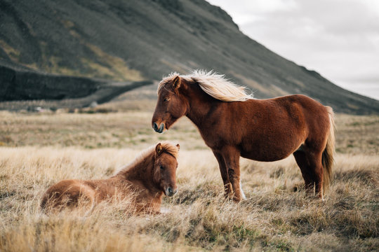Icelandic Horses
