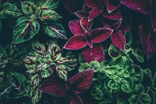 Plant Pattern