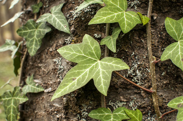 Ivy climbing and affixed to tree stem bark with his aerial roots