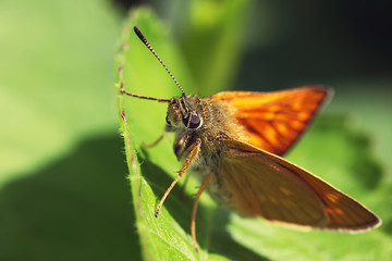 Macro view of vibrant butterfly of green leaf background