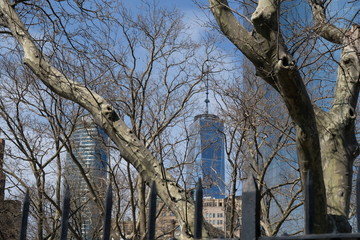 Manhattan`s skyscraper seen through branches