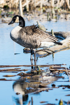 Feathered Goose