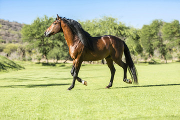 Fototapeta premium Thoroughbred wild horse