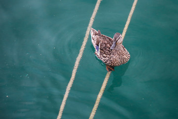 A duck on a rope.