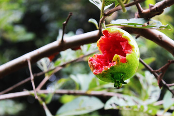 Bitten guava in natura. Concept of organic fruit bitten by birds © Victor