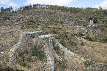 Tasmanian timber  industry.