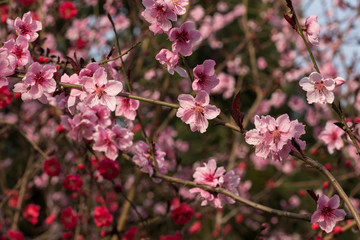 Fototapeta na wymiar branches de pommiers fleuries avec des fleurs rouges et roses