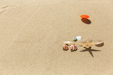 starfish and Shells on sandy beach