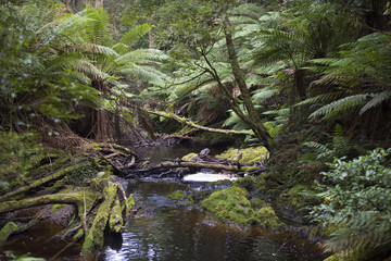 Tasmanian rainforest.