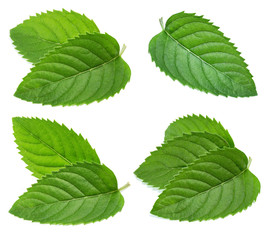 mint collection isolated