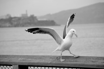 Seagull with Alcatraz background