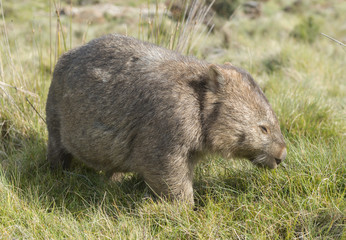 wombat in Cradle Mountain National Park, Tasmania