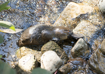 Platypus swimming in a Tasmanian creek.
