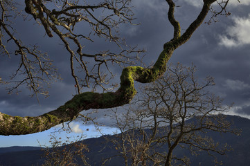 Mossy tree branch with sunlight glinting off of it, dramatic sky