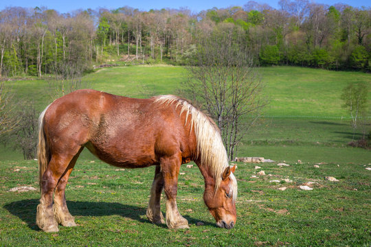 un cheval de trait brun et &agrave; la crini&egrave;re blonde broutant dans un pr&eacute;