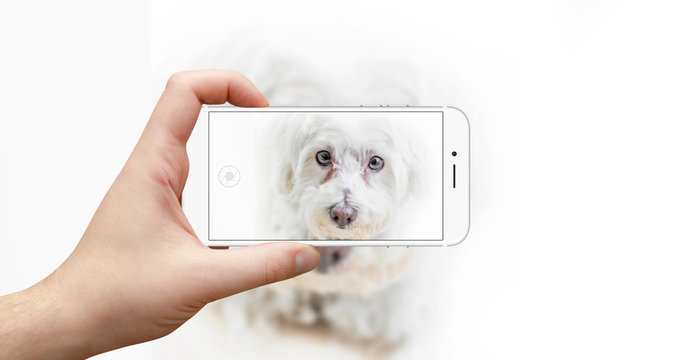 Man taking picture of dog with modern smartphone