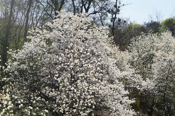 Blossoming trees of magnolia in park