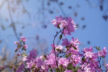 Blossoming tree of oleander in park