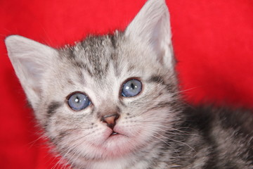 chaton de 4 semaines tigré et blanc