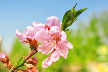 Blossoming spring branch, closeup
