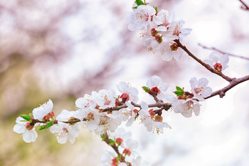 Branch of blooming tree flowers on blurred background