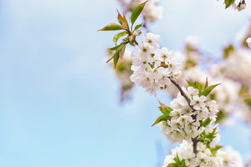 Branch of blooming tree flowers on blurred background