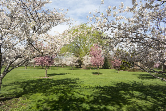 Arboretum in Spring