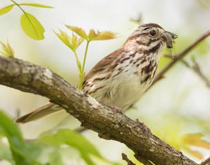 Song Sparrow with Prey