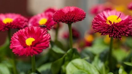 Garden Flowers